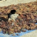 farming_seaweed_nlem_h_0162_bal3422.jpg